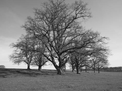 oak scone 1