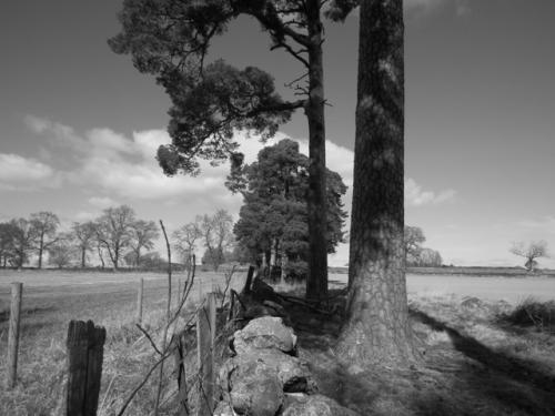 scots pines