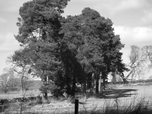 scots pines (2)